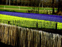 Flower Fields in Holland von Lainie Wrightson