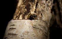 Hibernating Wasp by Samuel Gamlin