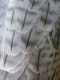 Barbary Falcon Feathers by Lainie Wrightson