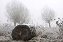 Kopfweiden bei Frost und Nebel 25 von Karina Baumgart