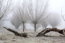 Kopfweiden bei Frost und Nebel 23 by Karina Baumgart