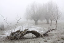 Kopfweiden bei Frost und Nebel 22 von Karina Baumgart