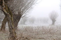 Kopfweiden bei Frost und Nebel 21 by Karina Baumgart