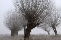 Kopfweiden bei Frost und Nebel 20 von Karina Baumgart
