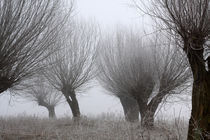 Kopfweiden bei Frost und Nebel 19 by Karina Baumgart