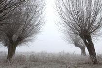 Kopfweiden bei Frost und Nebel 18 by Karina Baumgart