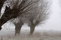 Kopfweiden bei Frost und Nebel 17 von Karina Baumgart