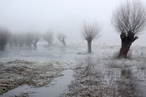 Kopfweiden bei Frost und Nebel 16 von Karina Baumgart