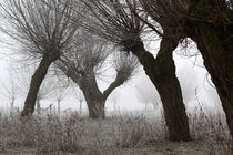 Kopfweiden bei Frost und Nebel 14 von Karina Baumgart