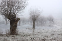 Kopfweiden bei Frost und Nebel 12 von Karina Baumgart
