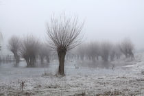 Kopfweiden bei Frost und Nebel 11 von Karina Baumgart