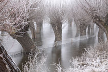 Kopfweiden bei Frost und Nebel 06 von Karina Baumgart