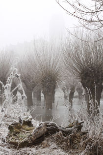 Kopfweiden bei Frost und Nebel 03 by Karina Baumgart