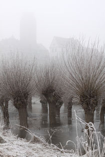 Kopfweiden bei Frost und Nebel 02 by Karina Baumgart