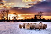 Winter Woolies by Jeremy Sage