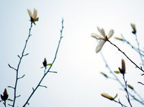 White magnolias von Victoria Savostianova