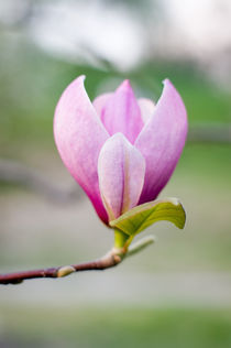 Magnolia von Victoria Savostianova
