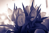 Tulips in purple tone von Victoria Savostianova