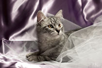 Little cat on lilac by Raffaella Lunelli