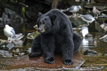 Black Bear in Alaska by john rowe