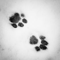 Cat tracks in the snow von tr-design