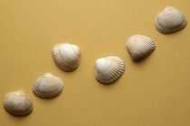 The shells 3 by Vito Magnanini