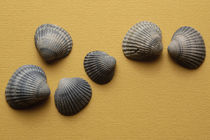 The shells 2 by Vito Magnanini