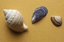 The shells 1 by Vito Magnanini