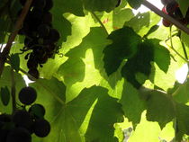 Shadow Dancing Grapes by Lainie Wrightson