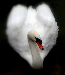 Swan by Lainie Wrightson
