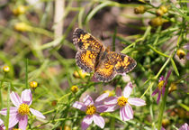 Pearl Crescent by Robert E. Alter / Reflections of Infinity, LLC