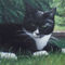 Painting-cat