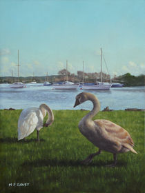 christchurch harbour swans by Martin  Davey