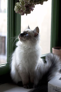 Little siberian kitty von Raffaella Lunelli