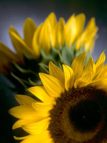The sunflowers von Vito Magnanini