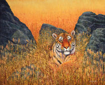 Tiger At Rest von Frank Wilson