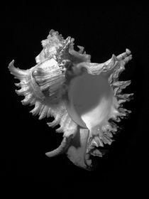 Murex Ramosus Seashell by Frank Wilson