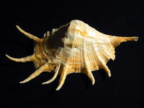 Giant Spider Conch Seashell Lambis truncata von Frank Wilson