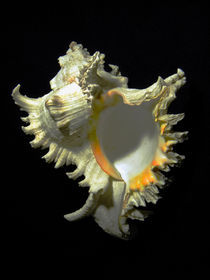 Rams Horn Seashell Murex ramosus by Frank Wilson