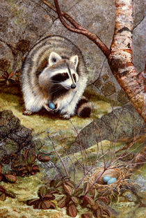 Raccoon Found Treasure by Frank Wilson