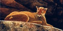 Detail of The Loner Cougar by Frank Wilson