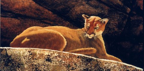The-loner-cougar-detail-4-x-8