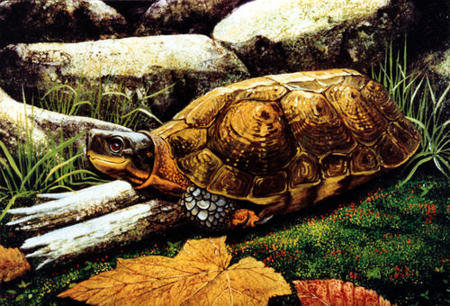 Wood-turtle