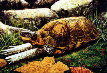Wood-turtle