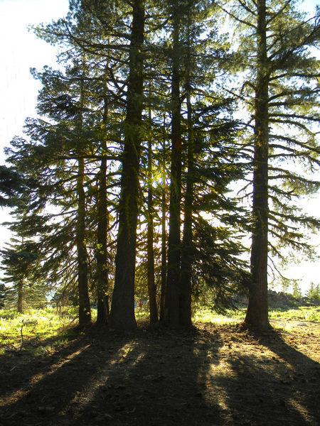 Backlit-trees