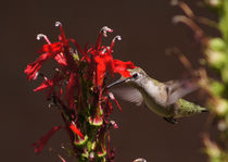 Hummingbird at Cardinal Flower von Robert E. Alter / Reflections of Infinity, LLC