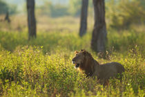 Male Lion in the high grass by Johan Elzenga
