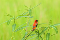 Red Bishop sitting in the grass by Johan Elzenga