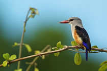 Woodland Kingfisher by Johan Elzenga