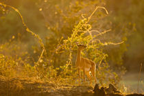 Impala in the morning light von Johan Elzenga